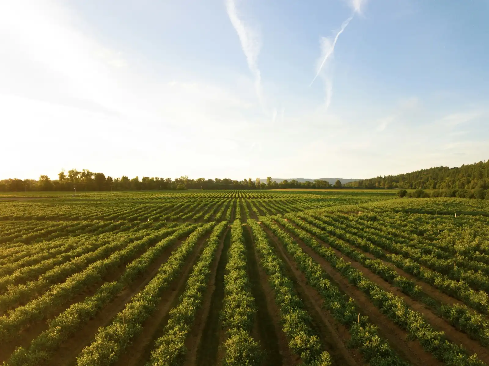 Agribusiness Development and Management
